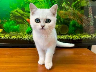 Candy Silver Shaded British Shorthair W Green Eyes - British Shorthair - Gallery Photo #1