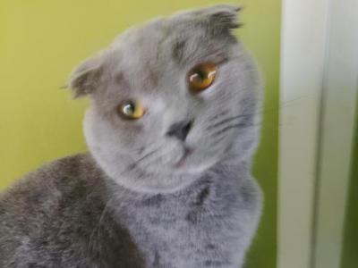 Kesha - Scottish Fold - Gallery Photo #1