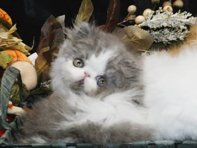 Persian Kittens For The Holiday Season - Persian - Gallery Photo #1