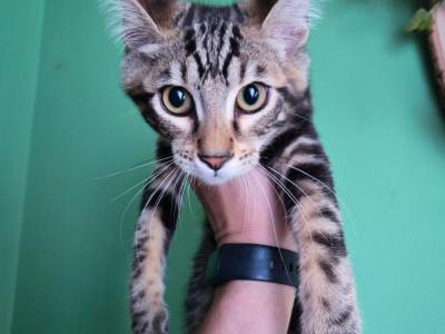 Houdini - Bengal - Gallery Photo #1