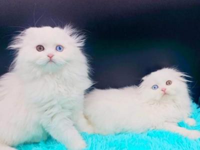 Yin And Yang - Scottish Fold - Gallery Photo #1