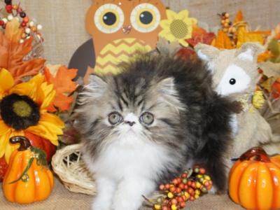 Show Quality Tabby And White Bi Color - Persian - Gallery Photo #1