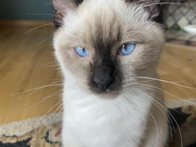 Sequim Tipsy - Siamese - Gallery Photo #1