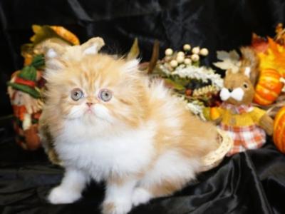 Red Tabby And White Bi Color Female Persian Kitten - Persian - Gallery Photo #1