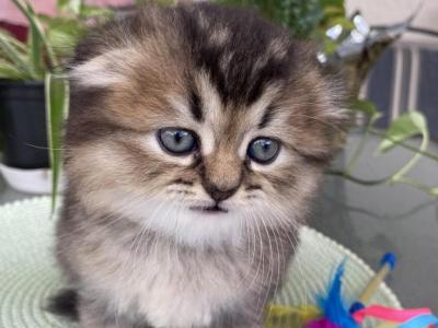 Barbie - Scottish Fold - Gallery Photo #1