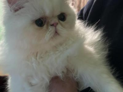 Samuel And Princess - Persian - Gallery Photo #1