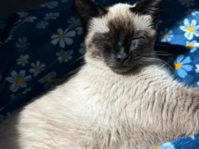 Juniper - Siamese - Gallery Photo #1