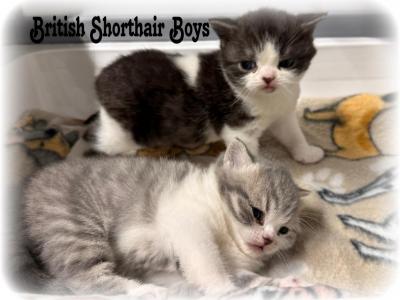 Pretty Babies - British Shorthair - Gallery Photo #1