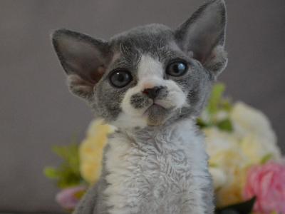 Sambo - Devon Rex - Gallery Photo #1