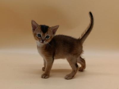 Roger - Abyssinian - Gallery Photo #1