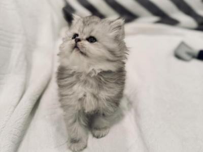 Luna - Persian - Gallery Photo #1