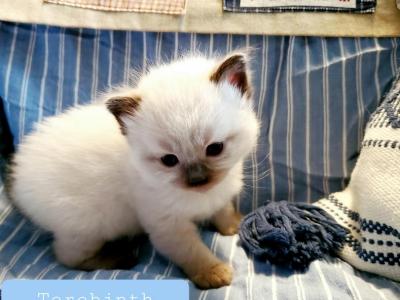 Terebinth Sealpoint Ragdoll   Genesis Litter - Ragdoll - Gallery Photo #1