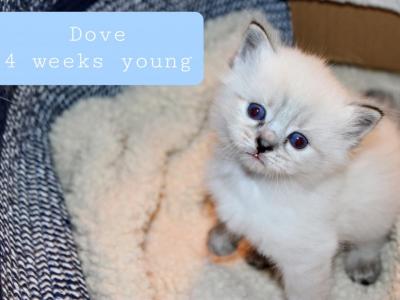 Dove Seal Lynx Ragdoll  Genesis Litter - Ragdoll - Gallery Photo #1