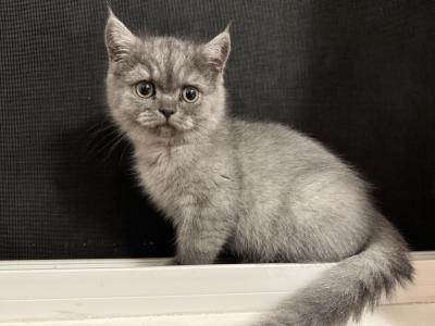 Ben - Scottish Fold - Gallery Photo #1