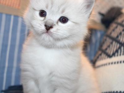 Abundance Seal Lynx Ragdoll  Genesis Litter - Ragdoll - Gallery Photo #1