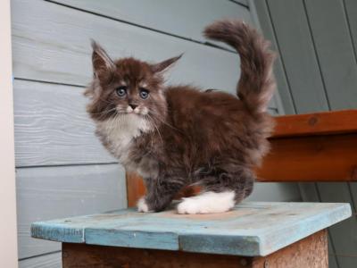 Hammerhead - Maine Coon - Gallery Photo #1