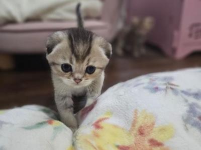 Louie V - Scottish Fold - Gallery Photo #1