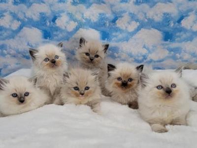 Christmas Kittens - Ragamuffin - Gallery Photo #1