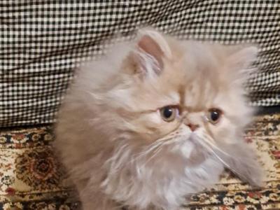 Lilac Tabby Persian Kitten - Persian - Gallery Photo #1