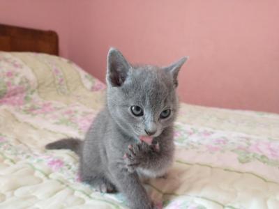 Fern And Niko Litter - Russian Blue - Gallery Photo #1