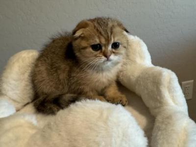 Tiger - Scottish Fold - Gallery Photo #1