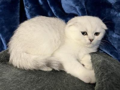 Lisa - Scottish Fold - Gallery Photo #1