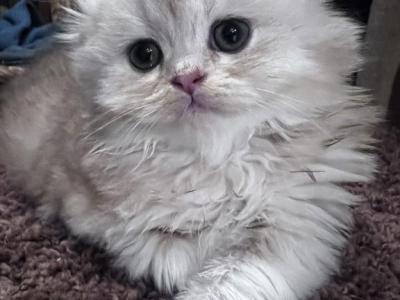 Baby Boy V1 - Scottish Fold - Gallery Photo #1