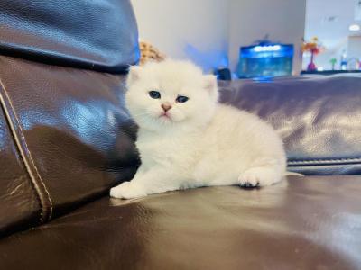 Milo - British Shorthair - Gallery Photo #1