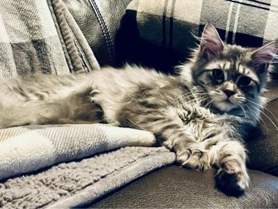 Cinderella - Maine Coon - Gallery Photo #1