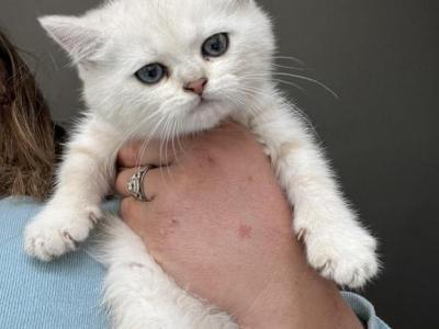 Snowball - British Shorthair - Gallery Photo #1