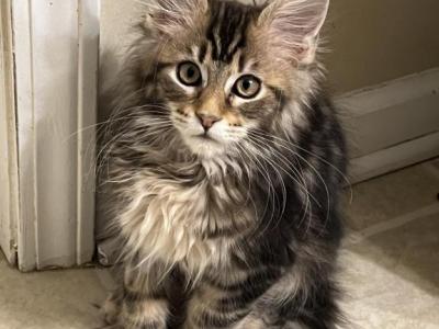 Mittens Polydactyl - Maine Coon - Gallery Photo #1