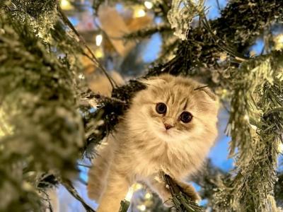 Grey Scottish Fold Girl - Scottish Fold - Gallery Photo #1