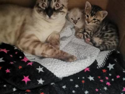 Exotic Bengal Kittens - Bengal - Gallery Photo #1