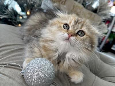 Scottish Fold Girl - Scottish Fold - Gallery Photo #1