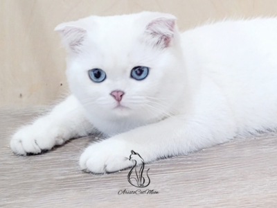 Casper - Scottish Fold - Gallery Photo #1