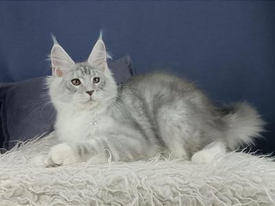 Optimist - Maine Coon - Gallery Photo #1