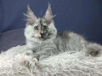 Olimpia - Maine Coon - Gallery Photo #1