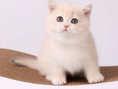 Kinder - British Shorthair - Gallery Photo #1