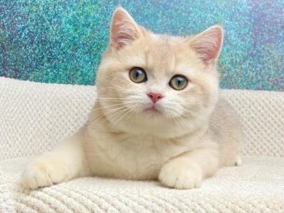 Dambo - British Shorthair - Gallery Photo #1