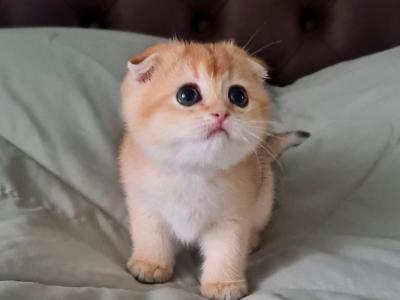 Maksik - Scottish Fold - Gallery Photo #1