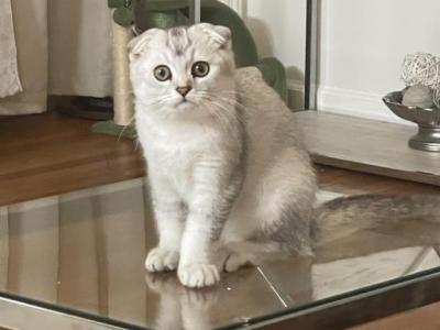 Sugar - Scottish Fold - Gallery Photo #1