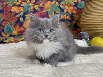 Solid Blue Mitted Girl - Ragdoll - Gallery Photo #1