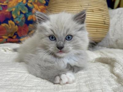 Blue Mink Mitted Boy 2 - Ragdoll - Gallery Photo #1