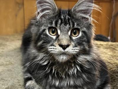 Queen Joy Quilla - Maine Coon - Gallery Photo #1