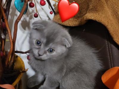 Swen And Suzy - Scottish Fold - Gallery Photo #1