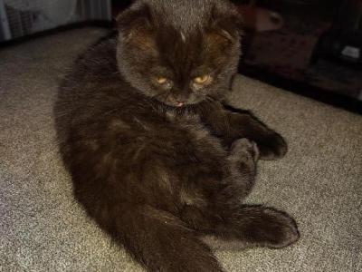 Purebred Scottish Folds - Scottish Fold - Gallery Photo #1