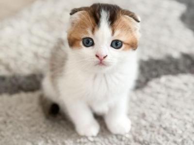 U L I - Scottish Fold - Gallery Photo #1