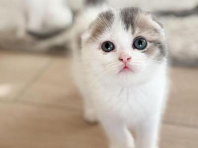 U R I - Scottish Fold - Gallery Photo #1