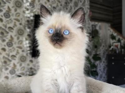 Ragdoll Boy 1 - Ragdoll - Gallery Photo #1