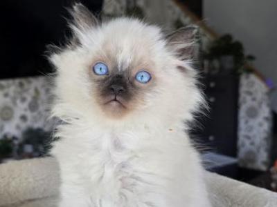 Ragdoll Boy  2 - Ragdoll - Gallery Photo #1